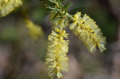 Acacia verticillata verticillata