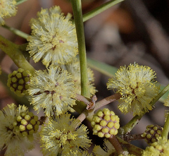 Acacia suaveolens