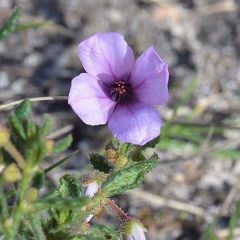 Tetratheca labillardierei