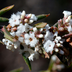 Leucopogon collinus