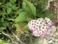 Spiraea hayatana