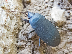 Lethaeus cribratissimus