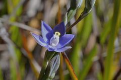Thelymitra nuda