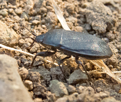 Lethaeus cribratissimus