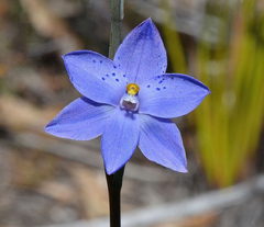 Thelymitra juncifolia