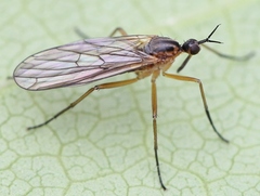 Empis trigramma