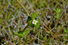 Sebaea albidiflora