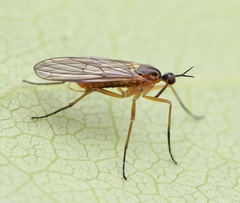 Empis trigramma