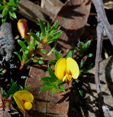 Pultenaea pedunculata