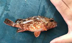 Sebastiscus marmoratus