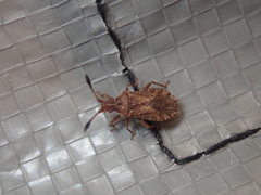 Strobilotoma typhaecornis