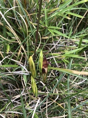 Gentiana itzershanensis