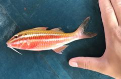 Parupeneus biaculeatus