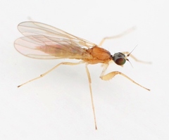 Phyllodromia melanocephala