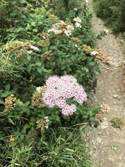 Spiraea hayatana