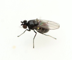 Hydrellia albilabris