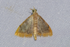 Crocidophora