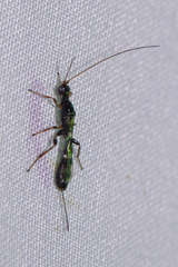 Rhaconotus jacobsoni