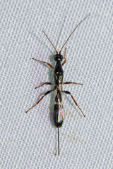 Rhaconotus jacobsoni