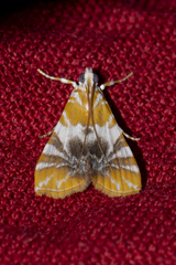 Macaretaera hesperis