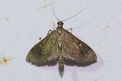 Almonia