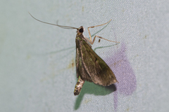 Almonia