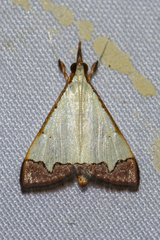 Autocharis hedyphaes