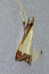 Autocharis hedyphaes