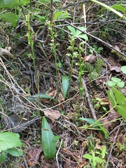 Platanthera obtusata