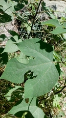 Broussonetia papyrifera