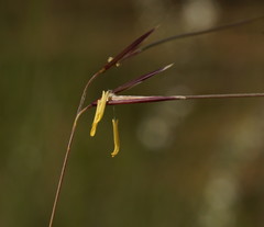 Austrostipa muelleri