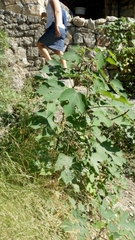 Broussonetia papyrifera