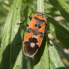 Lygaeus simulans