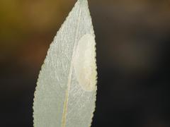 Phyllonorycter salictella
