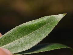 Phyllonorycter salictella