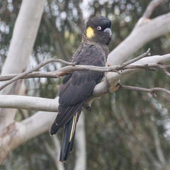 Zanda funerea xanthanota