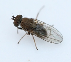 Notiphila