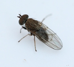 Notiphila