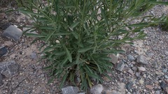 Psilostrophe gnaphalodes