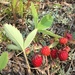 Virginia Strawberry - Photo (c) Jason Grant, some rights reserved (CC BY), uploaded by Jason Grant