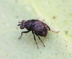 Parydroptera discomyzina