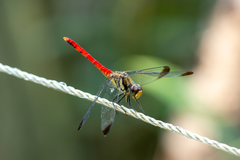 Sympetrum risi