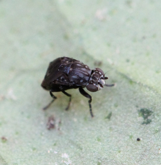 Parydroptera discomyzina