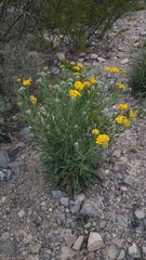 Psilostrophe gnaphalodes