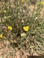 Menodora scabra