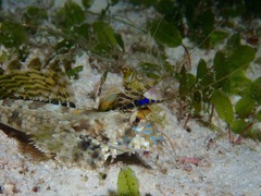 Dactylopus dactylopus