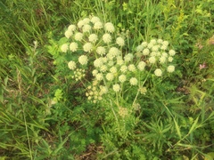 Cnidium cnidiifolium
