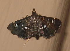 Diathrausta harlequinalis