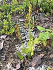 Botrychium neolunaria