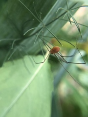 Leiobunum politum